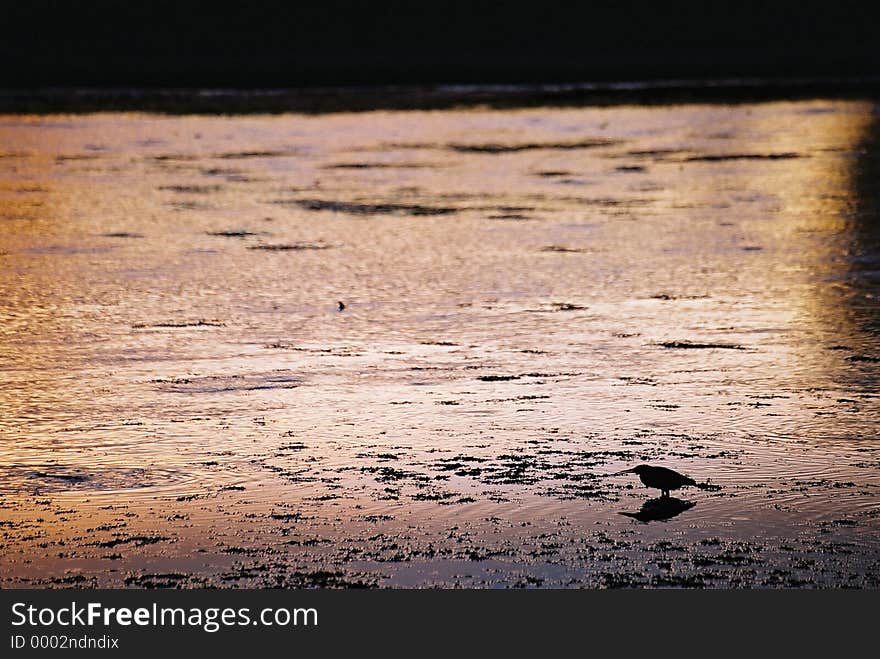 Bird and sunset