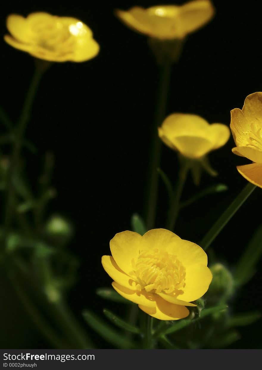 Yellow flowers with dark background, focus on bottom flower. Yellow flowers with dark background, focus on bottom flower