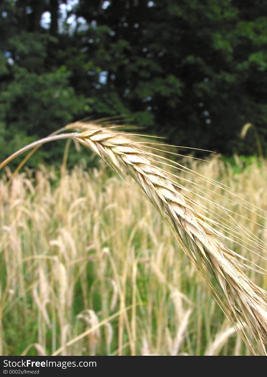 This photo was taken in Western Michigan of Winter wheat. This photo was taken in Western Michigan of Winter wheat.