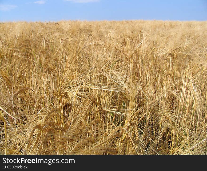 Wheat field short before harvest. Wheat field short before harvest