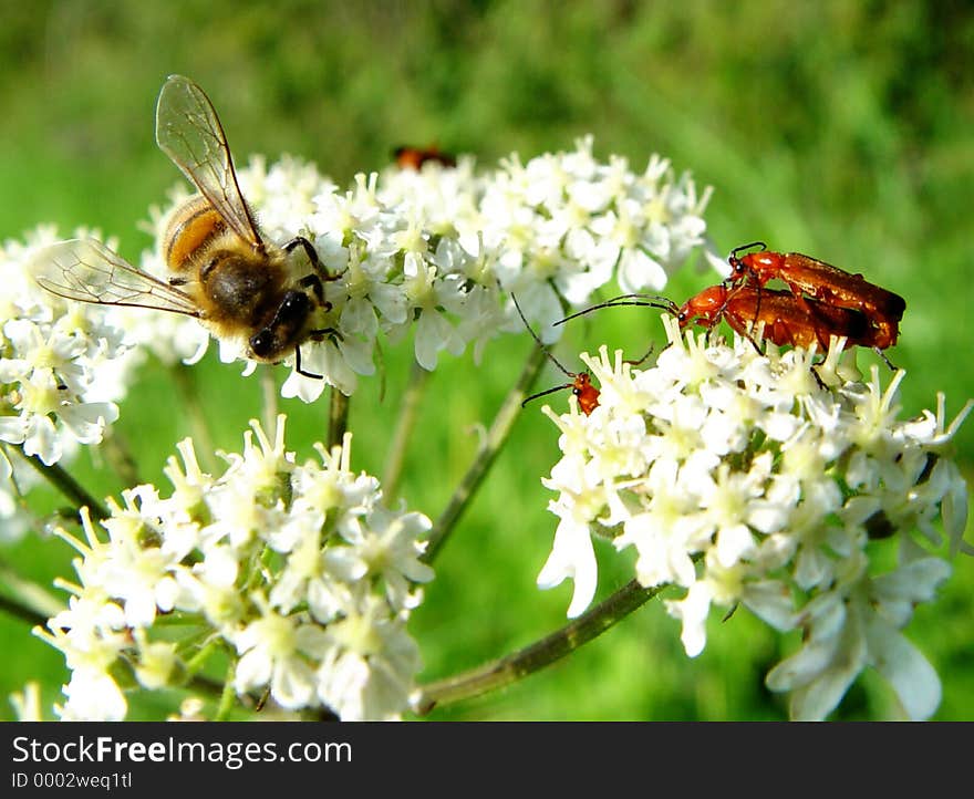 insects on cow parsley. insects on cow parsley