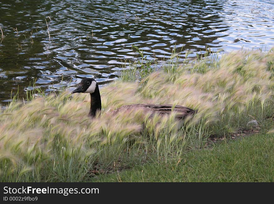 Canadian Goose nestled down by shore line. Canadian Goose nestled down by shore line