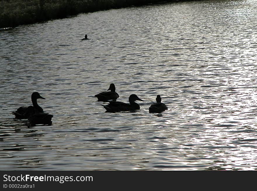 Ducks swimming along shore line at dusk. Ducks swimming along shore line at dusk