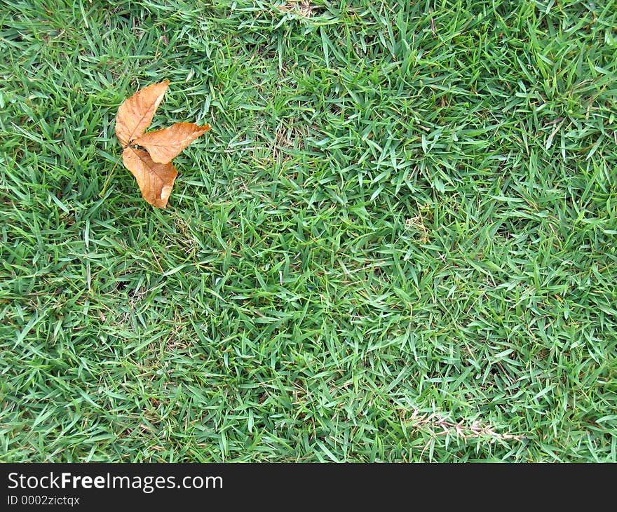 Dry Leaf On Green Grass