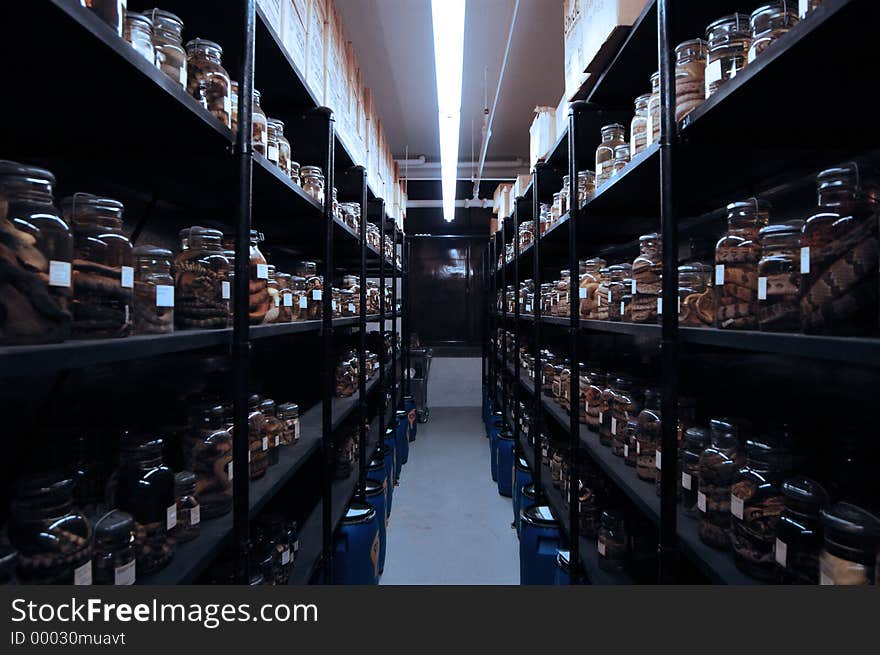 Behind the scenes view of a museum's herpetology department. Herpetology - The branch of zoology that deals with reptiles and amphibians. Behind the scenes view of a museum's herpetology department. Herpetology - The branch of zoology that deals with reptiles and amphibians.