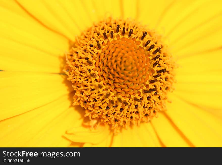 Yellow blossom