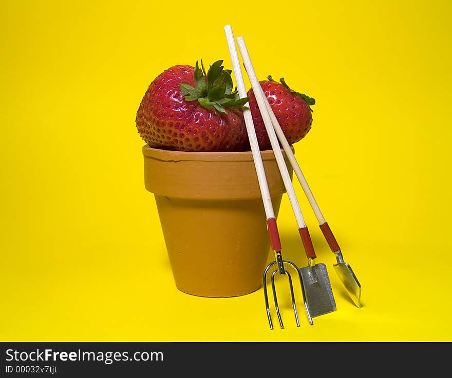 Photo of Potted Strawberries In Clay Pot on Yellow Background. Photo of Potted Strawberries In Clay Pot on Yellow Background