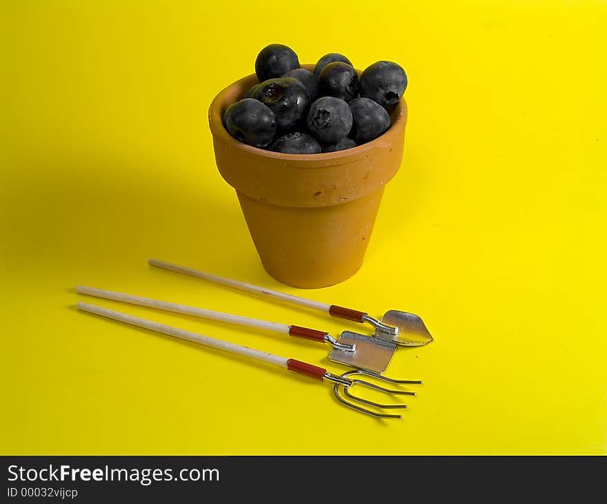 Potted Blueberries