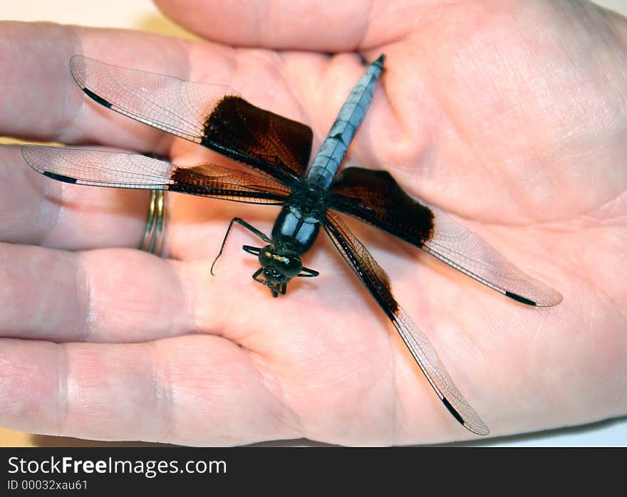 A close up of a dragonfly in someone's hand. A close up of a dragonfly in someone's hand