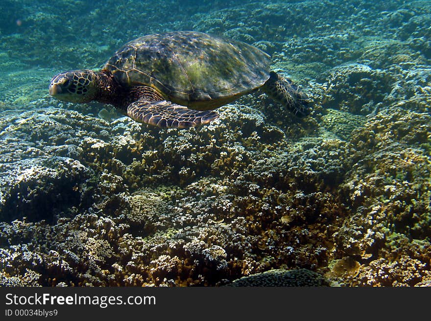 An Endangered Hawaiian Green Sea Turtle Swimming Off of the Coast of the Island of Oahu, Hawaii. An Endangered Hawaiian Green Sea Turtle Swimming Off of the Coast of the Island of Oahu, Hawaii.