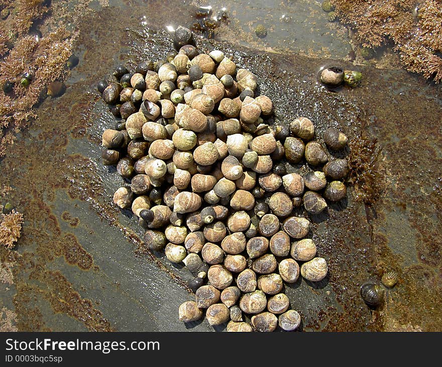 Periwinkles