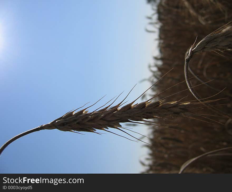 Corn field with a wheat spike in the foreground.