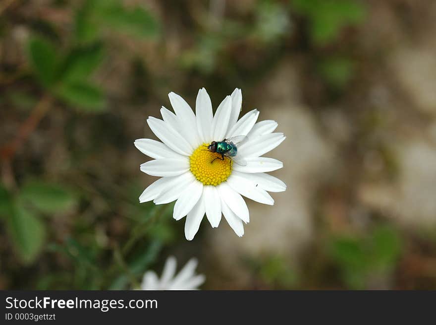 Bee with White Flower shot at Dalhousie, Himachal Pradesh, India during summer