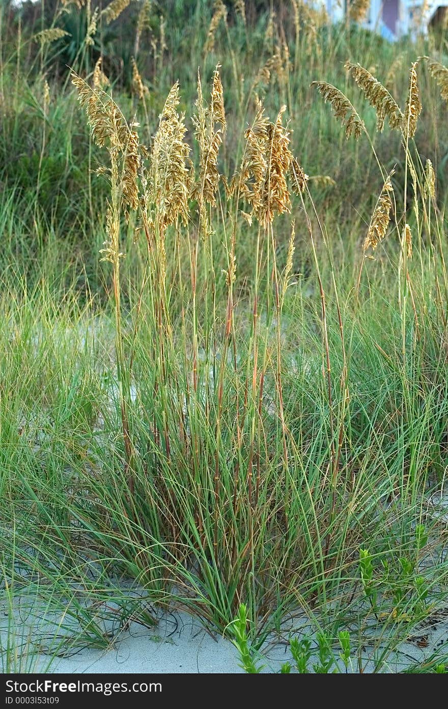 Grass in the Dunes