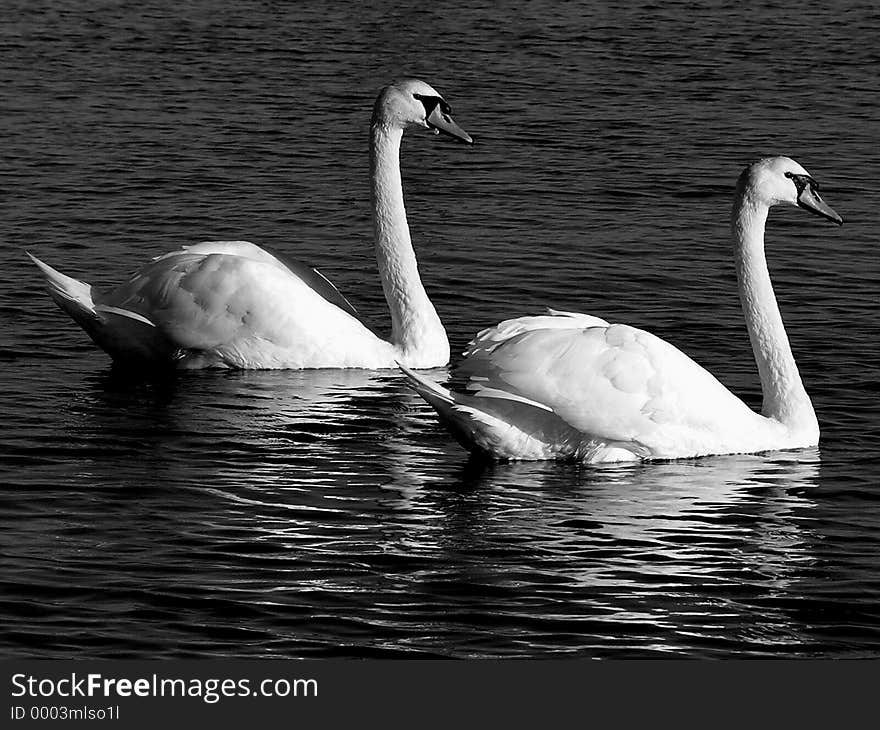 Night shot of Swans indicating bonding this is for the monochrome market. Night shot of Swans indicating bonding this is for the monochrome market