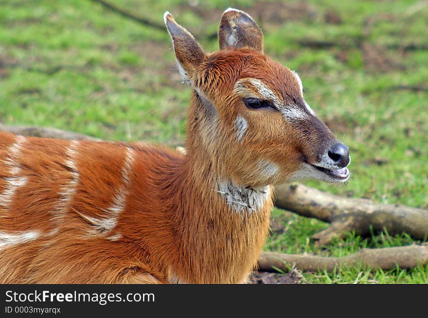 Close up of a Deer