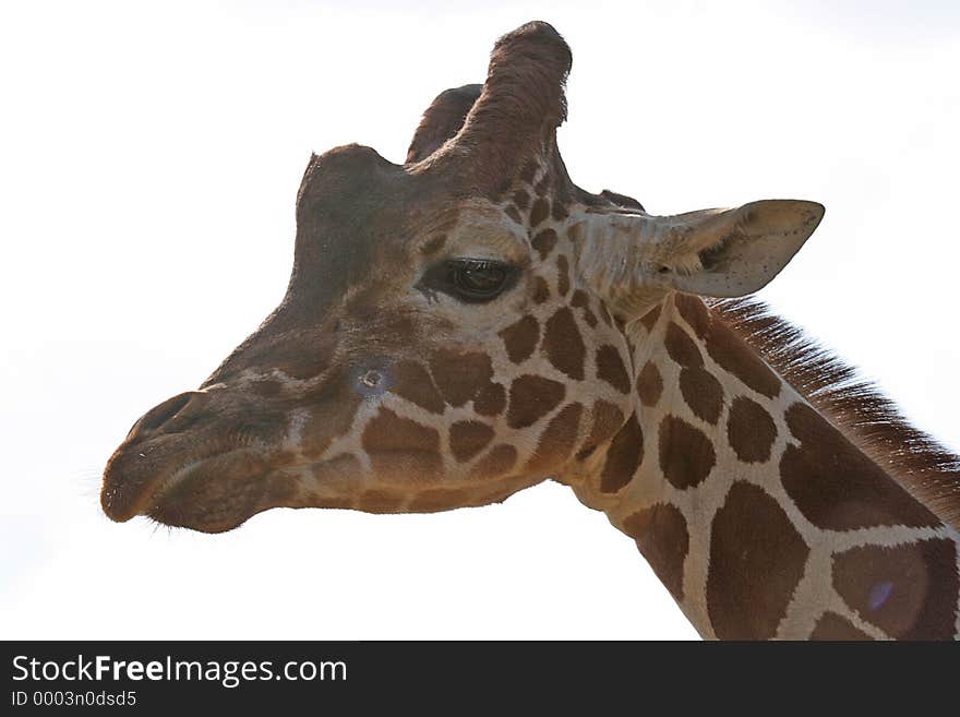 Close up a Giraffes head