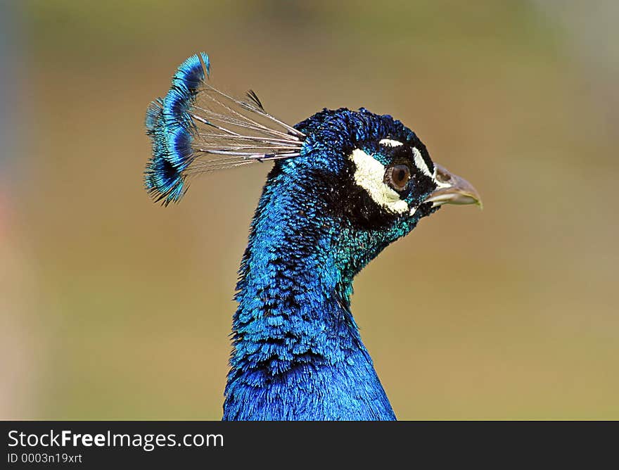 Peacock