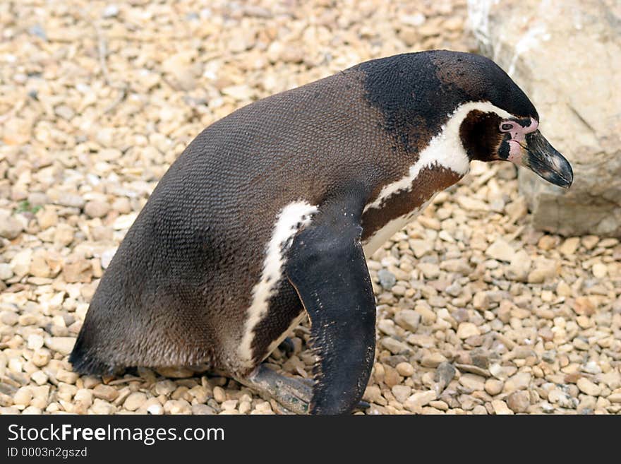 Penguin