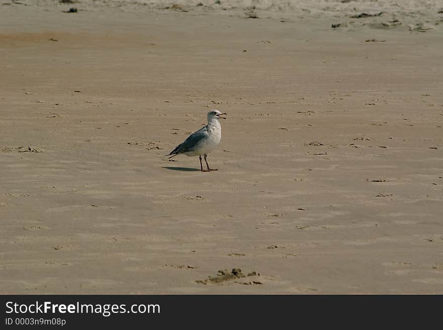 A seagull standing on the beach with mouth open, Emerald Isle, North Carolina. A seagull standing on the beach with mouth open, Emerald Isle, North Carolina