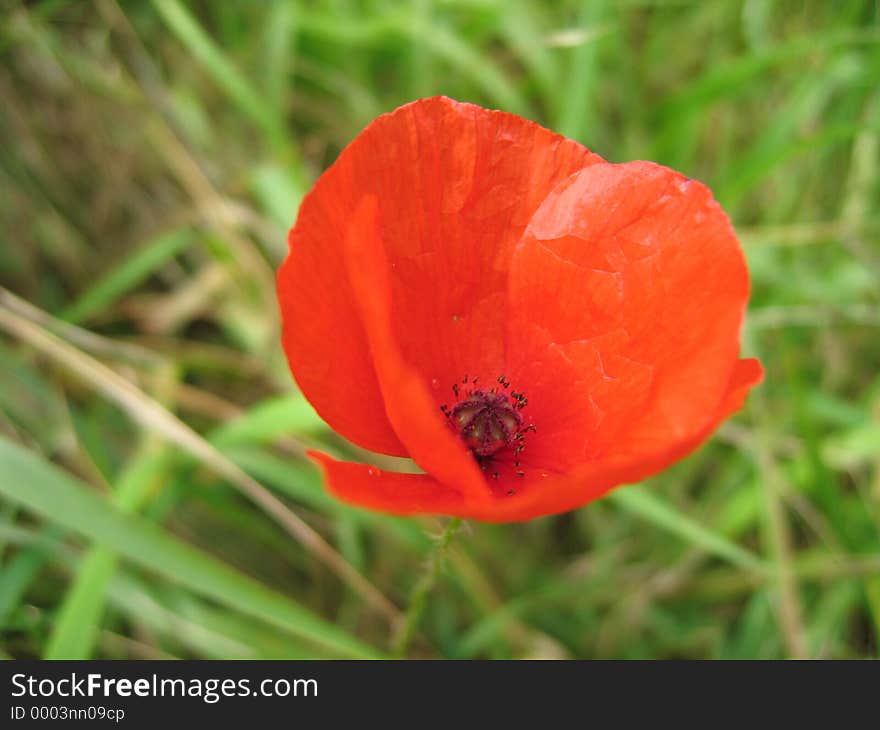 A closeup of red poppy.