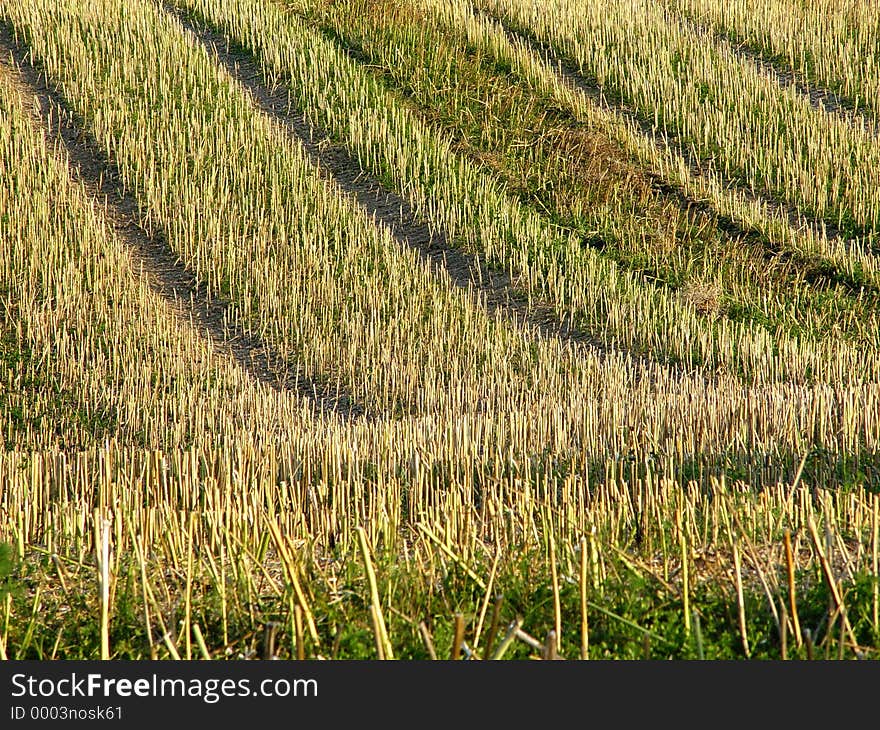 freshly mown. freshly mown