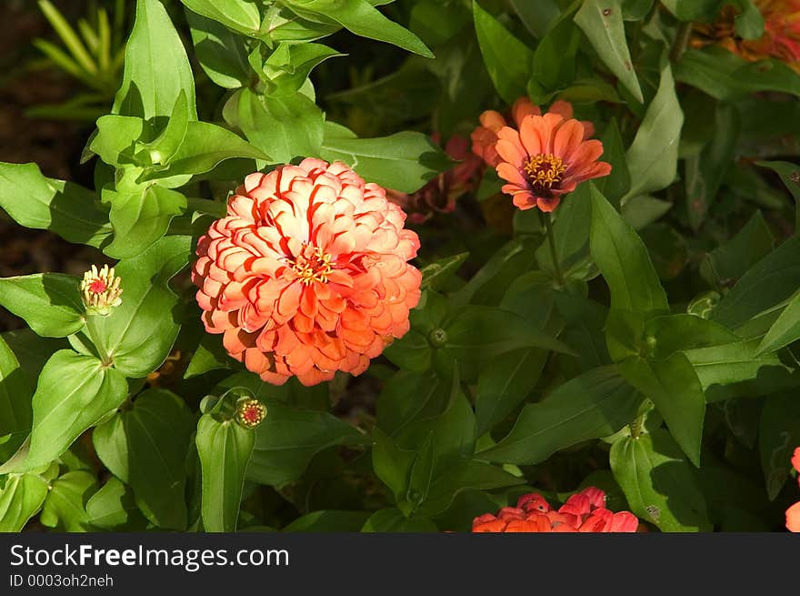 Garden Blooms