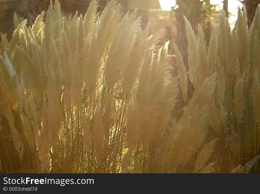 Grass Blooms Backlit