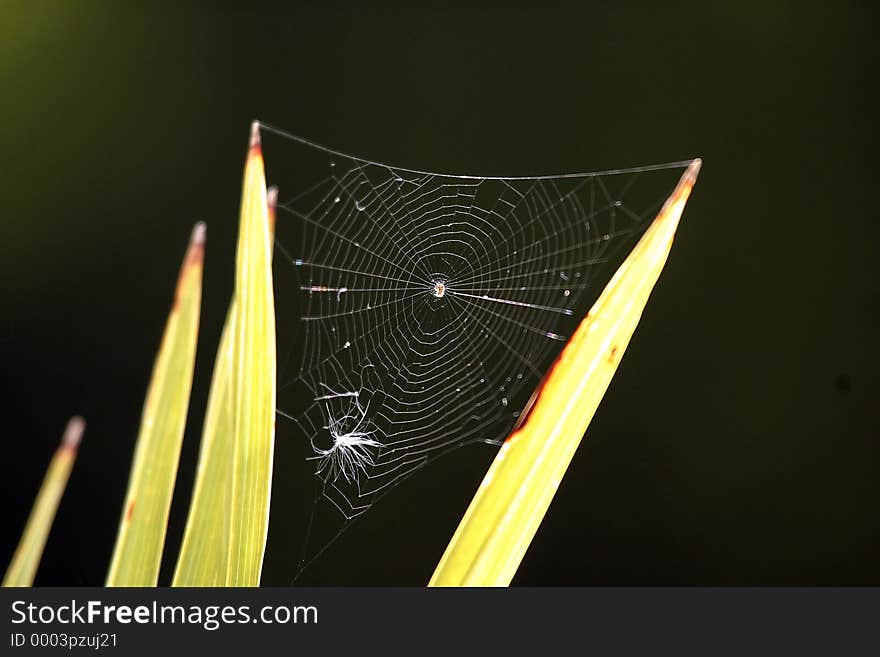 A spider web between two fern leaves