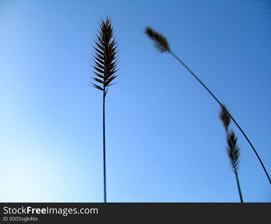 Grassy plants silhouetted in front of vibrant blue sky. Grassy plants silhouetted in front of vibrant blue sky.