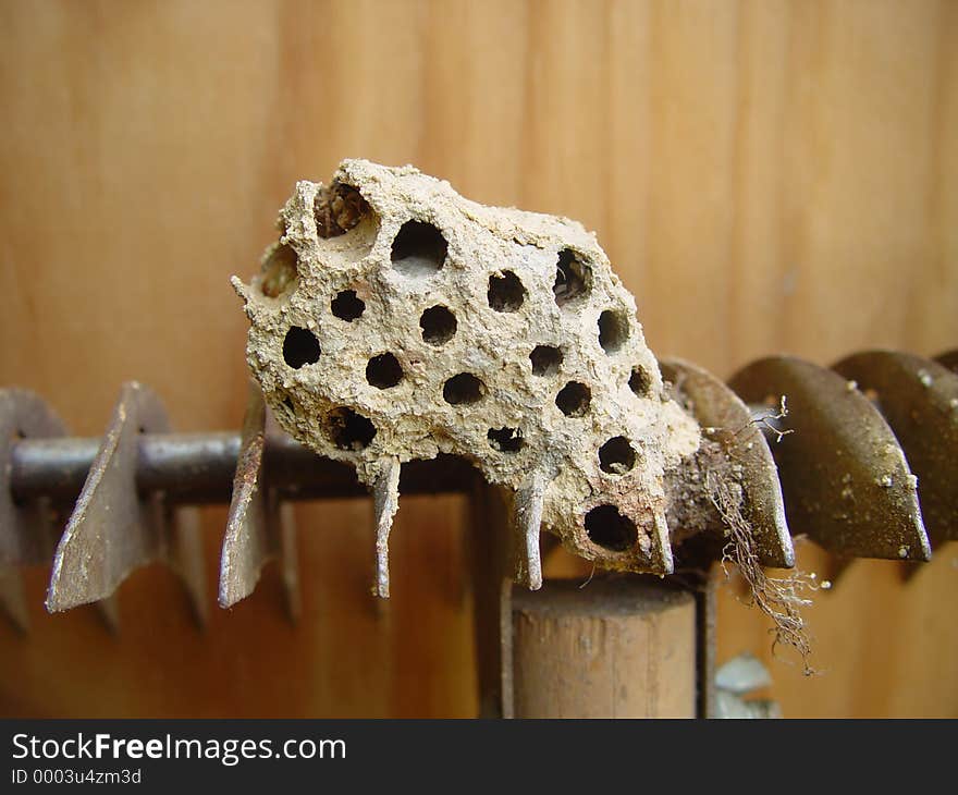 Hornet Nest