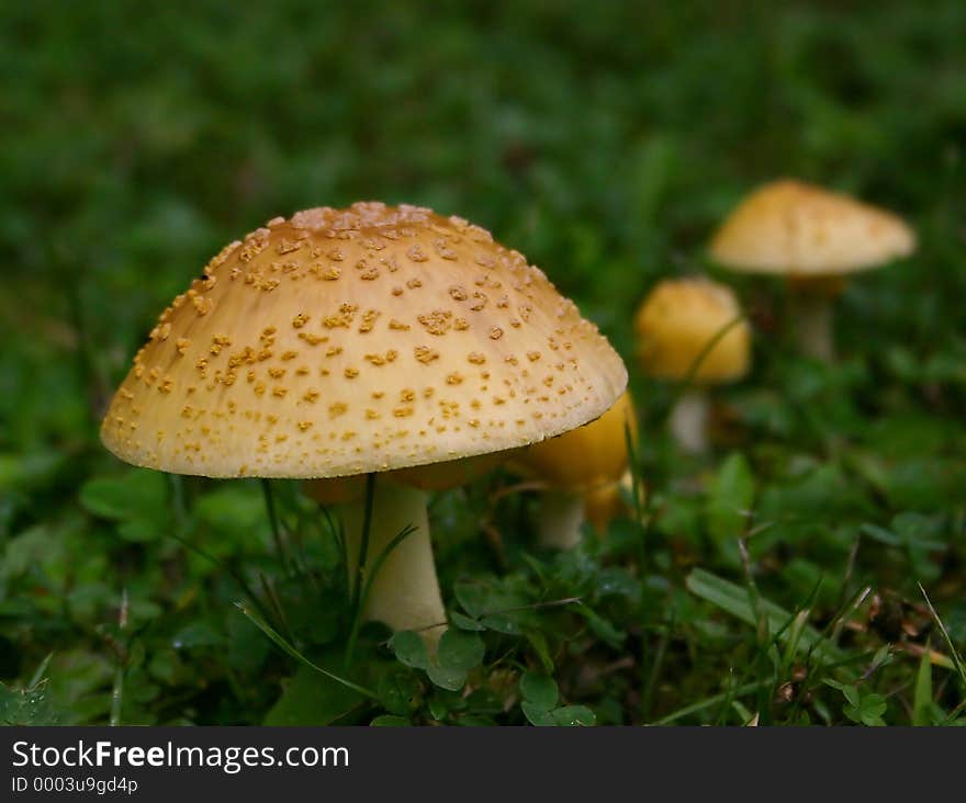 This mushroom is amanita muscaria var. formosa. It was found in Letchworth State Park, in upstate NY. It is poisonous and causes hallucinations.