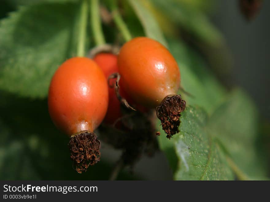 Orange Fruit