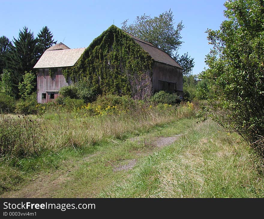 Ivy covered barn