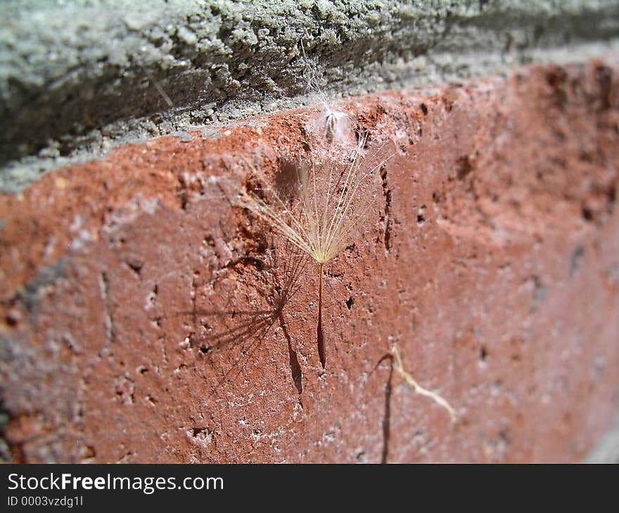 A seed from a wishing flower stuck to a brick. A seed from a wishing flower stuck to a brick.