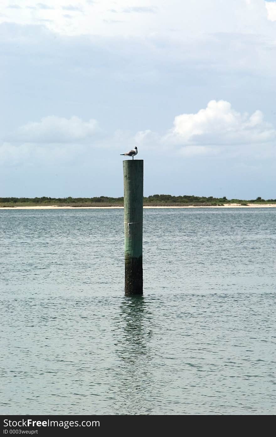 A lone seagull sits atop a docking post close to a dock on Cape Lookout, North Carolina.