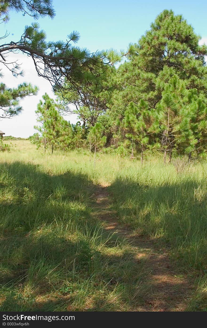 Pathway On Cape Lookout