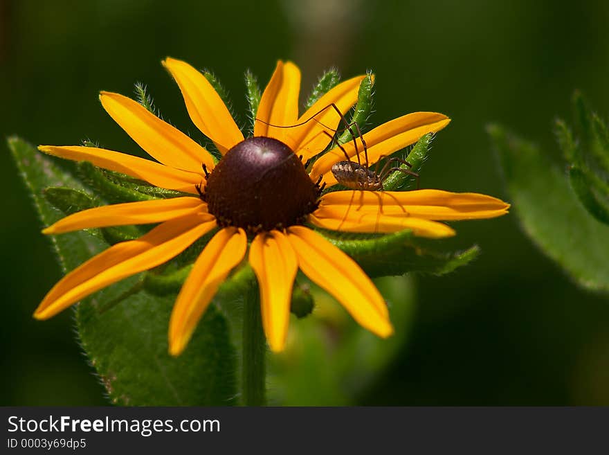 A brown spider resting on the petals of a Black-Eyed Susan in a garden. A brown spider resting on the petals of a Black-Eyed Susan in a garden.