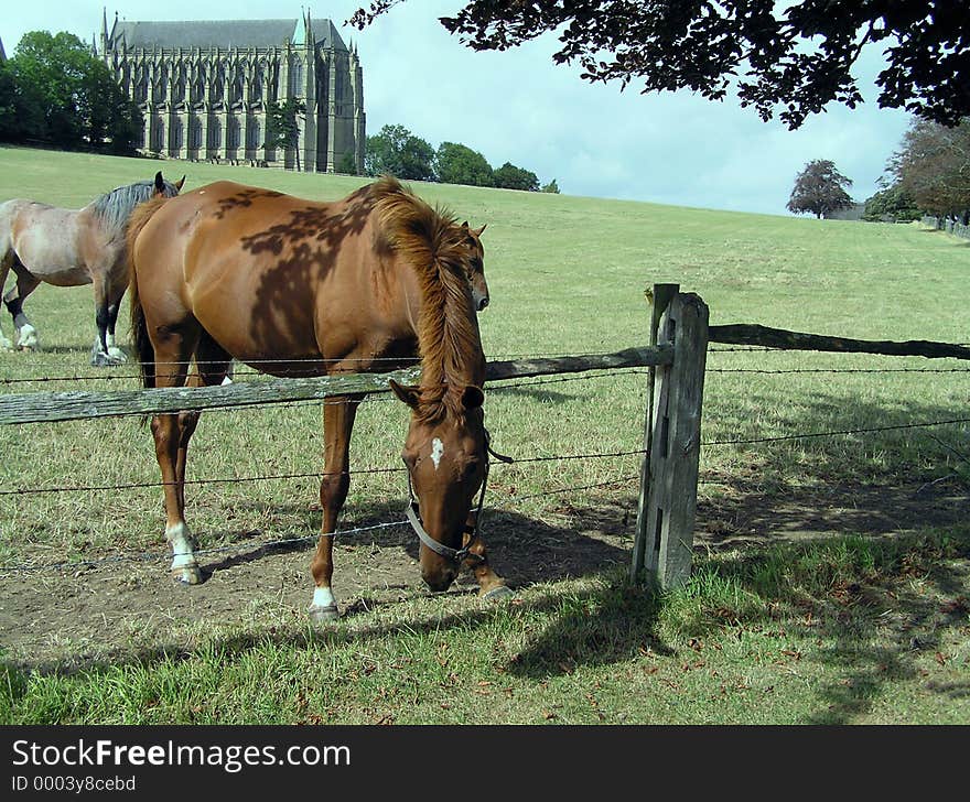 This mare had scratch marks fom the barb wire but that didn't stop her fom trying to get the greener grass. This mare had scratch marks fom the barb wire but that didn't stop her fom trying to get the greener grass