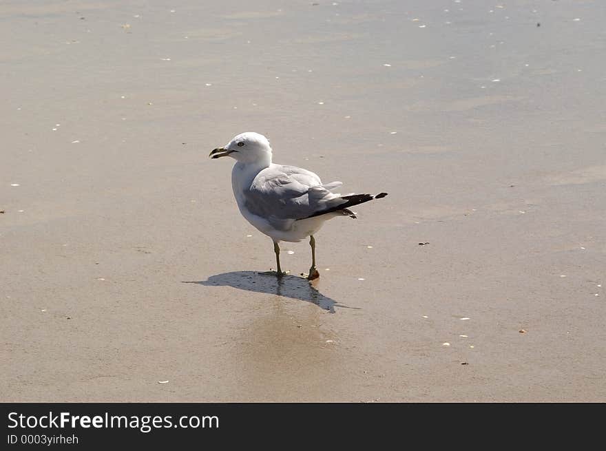 A seagull walks on the wet sand after a wave goes out. Photo taken on Emerald Isle, North Carolina at mid day. A seagull walks on the wet sand after a wave goes out. Photo taken on Emerald Isle, North Carolina at mid day.