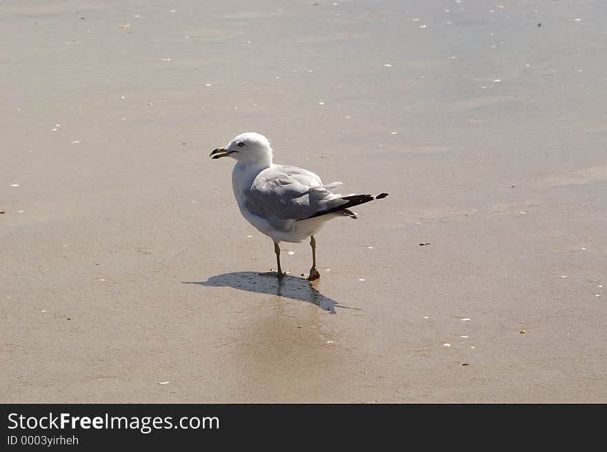 Seagull walking on sand