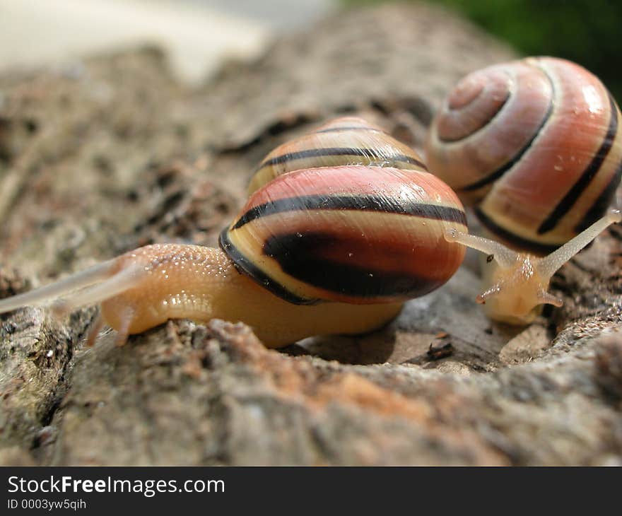 Two mollusks looking for the perfect meal. Two mollusks looking for the perfect meal.