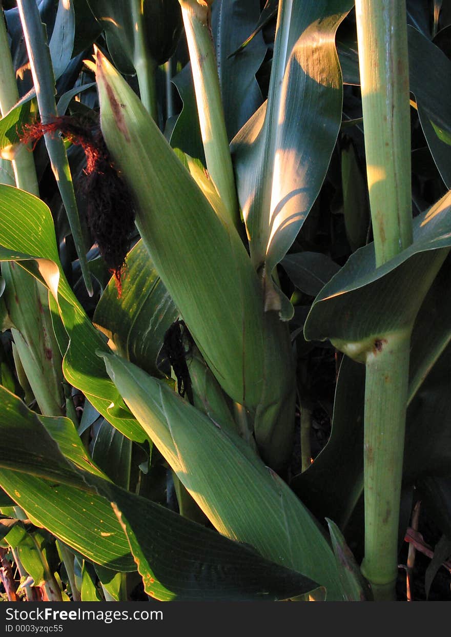 August Corn-1202