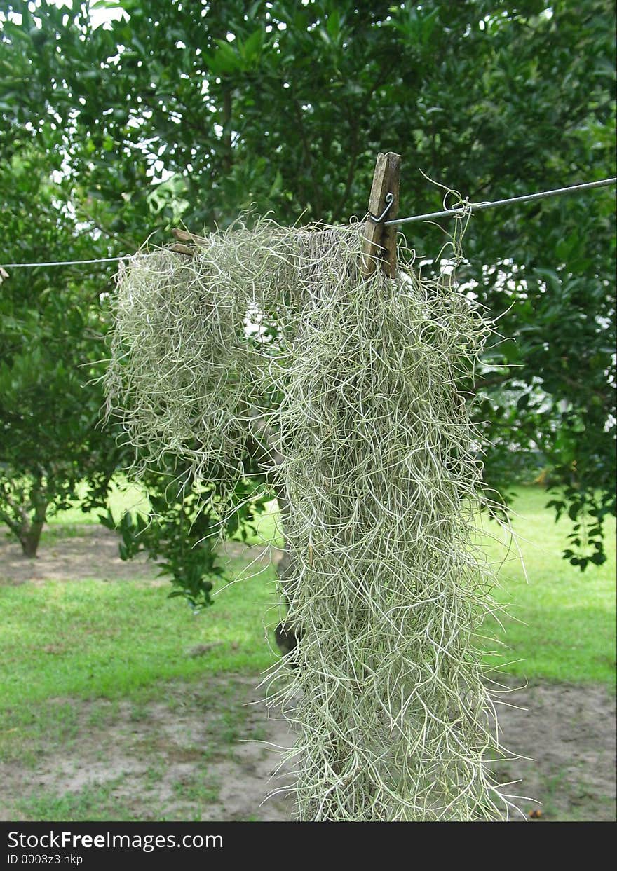 Moss drying on a clothsline at Marjorie Kinnan Rawlings old homestead