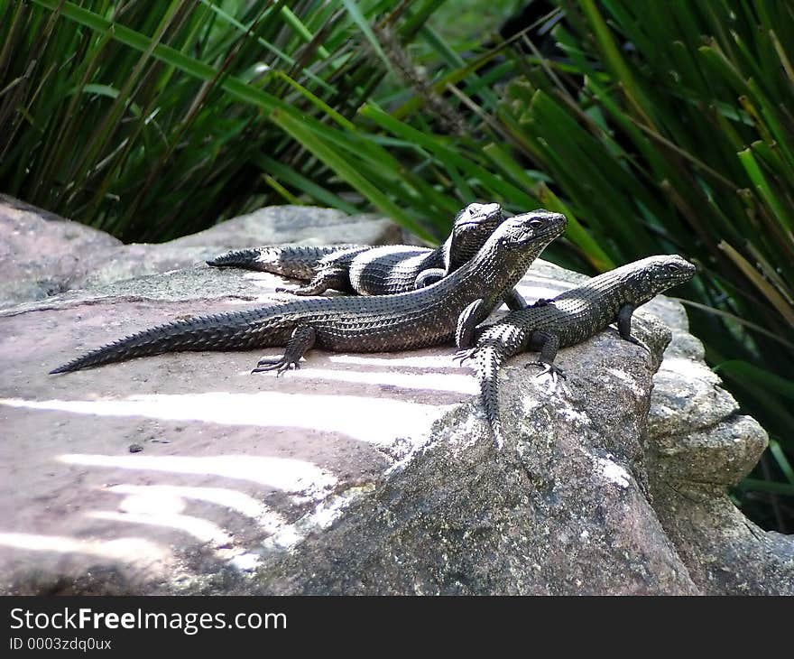 3 skinks on a rock