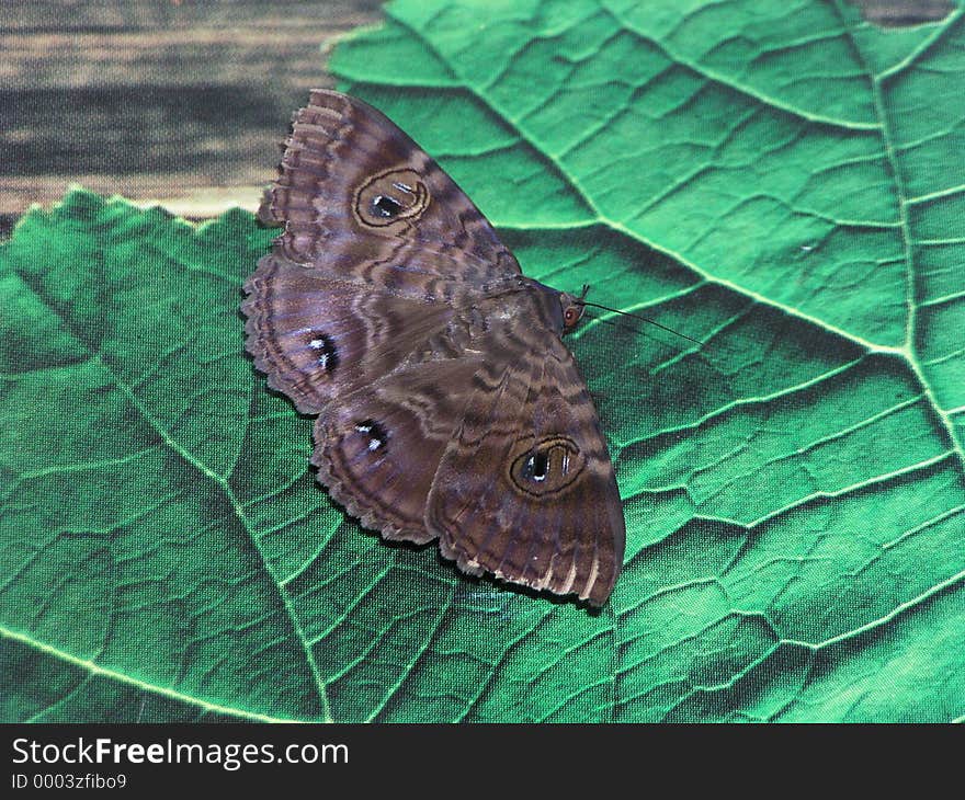 This moth was found sitting on a photo/print of a cabbage leaf - he obviously thought it was real!