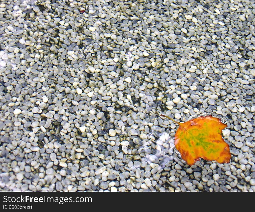 Leaf in shallow water