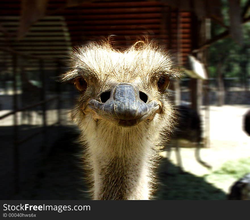 Ostrich