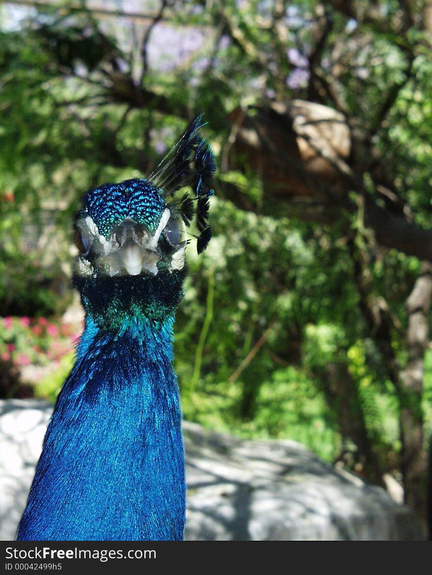 Peacock