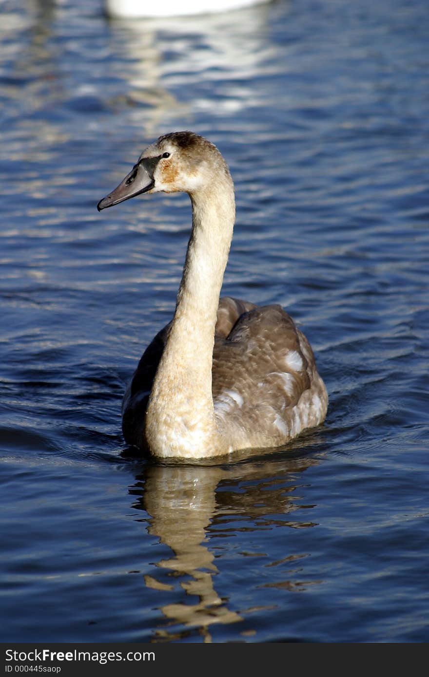 Cygnet